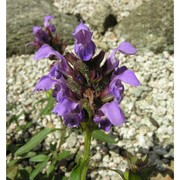 prunella hyssopifolia l.
