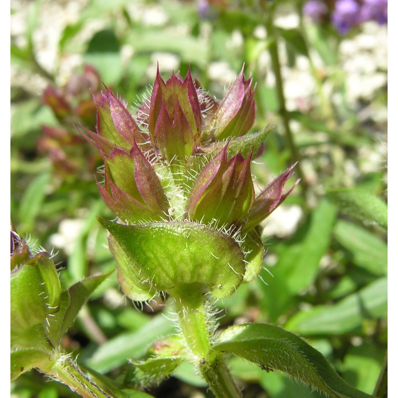 prunella hyssopifolia l.