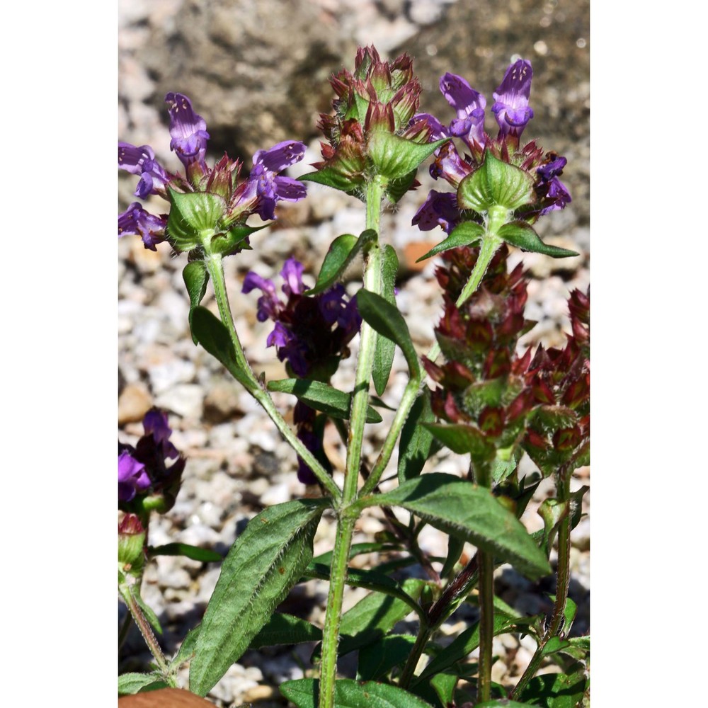 prunella hyssopifolia l.