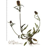 prunella laciniata (l.) l.