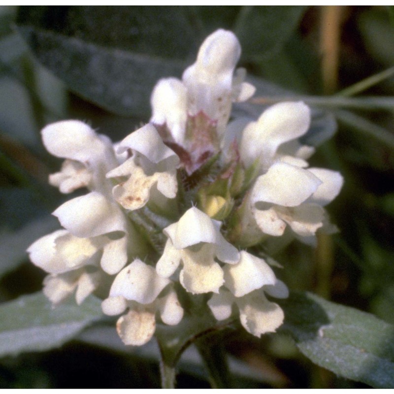 prunella vulgaris l. subsp. vulgaris