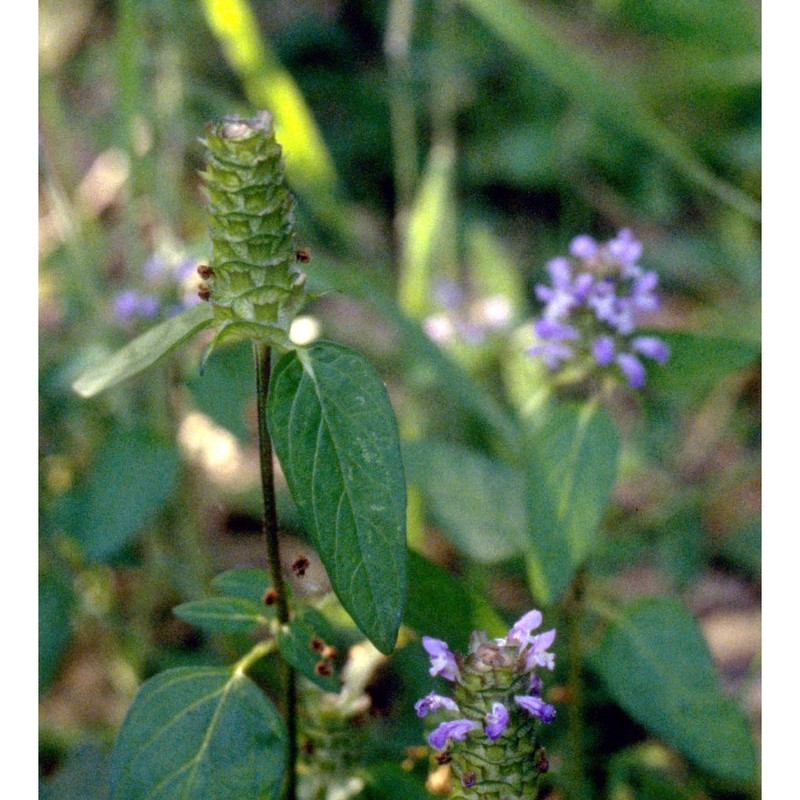 prunella vulgaris l. subsp. vulgaris