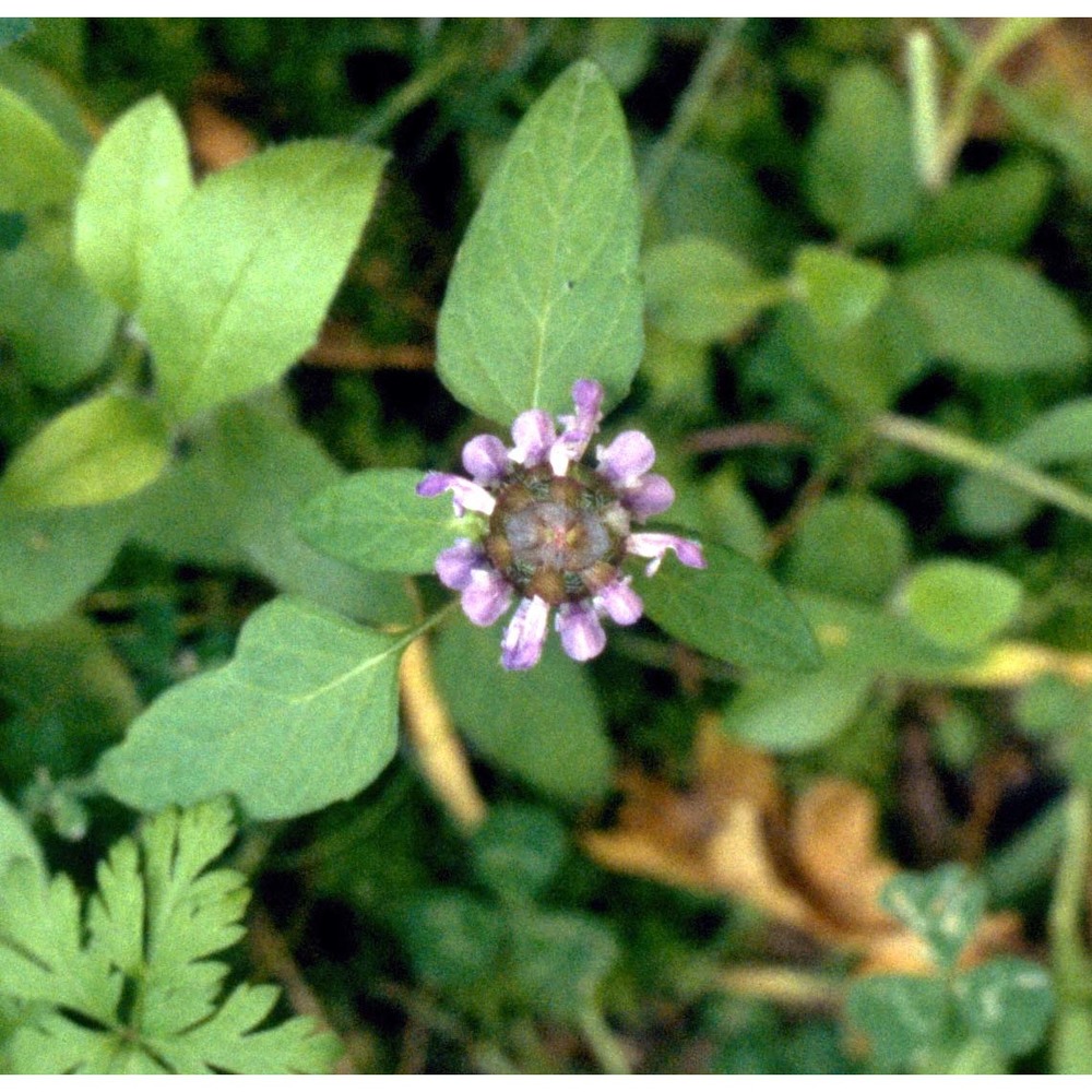 prunella vulgaris l. subsp. vulgaris