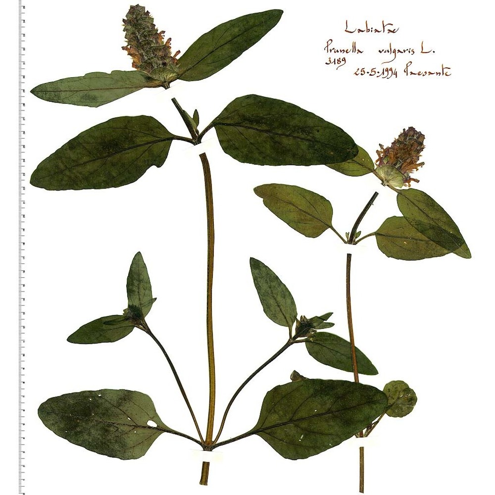 prunella vulgaris l. subsp. vulgaris