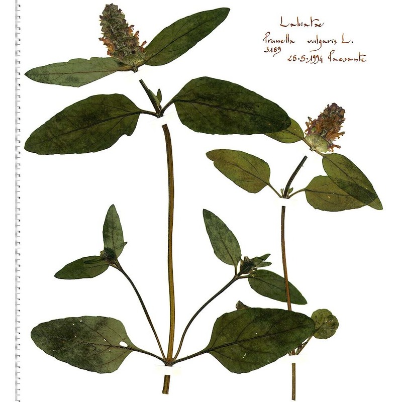 prunella vulgaris l. subsp. vulgaris
