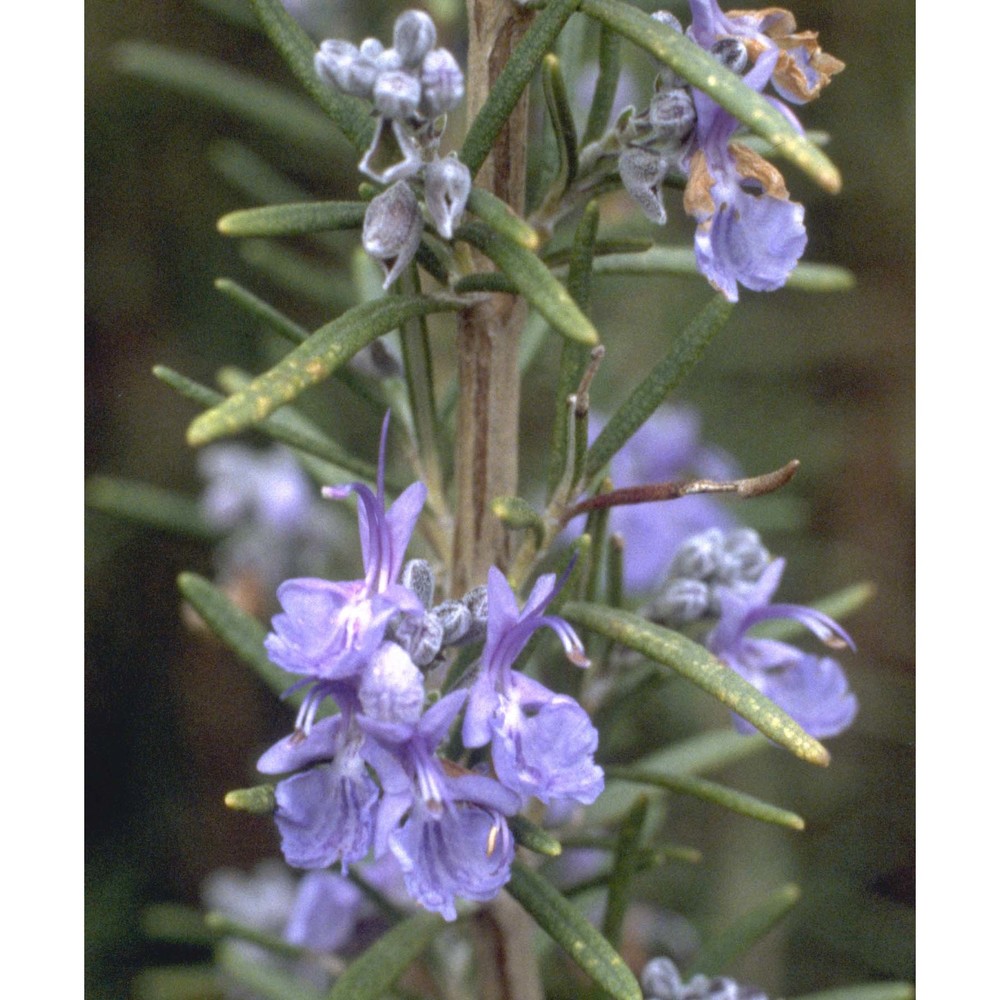 rosmarinus officinalis l.