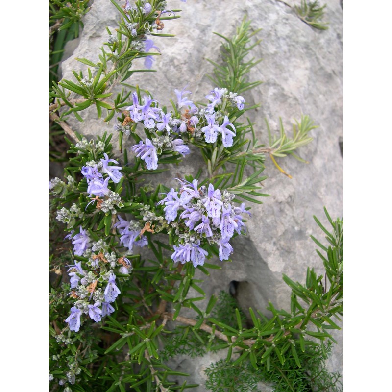 rosmarinus officinalis l.