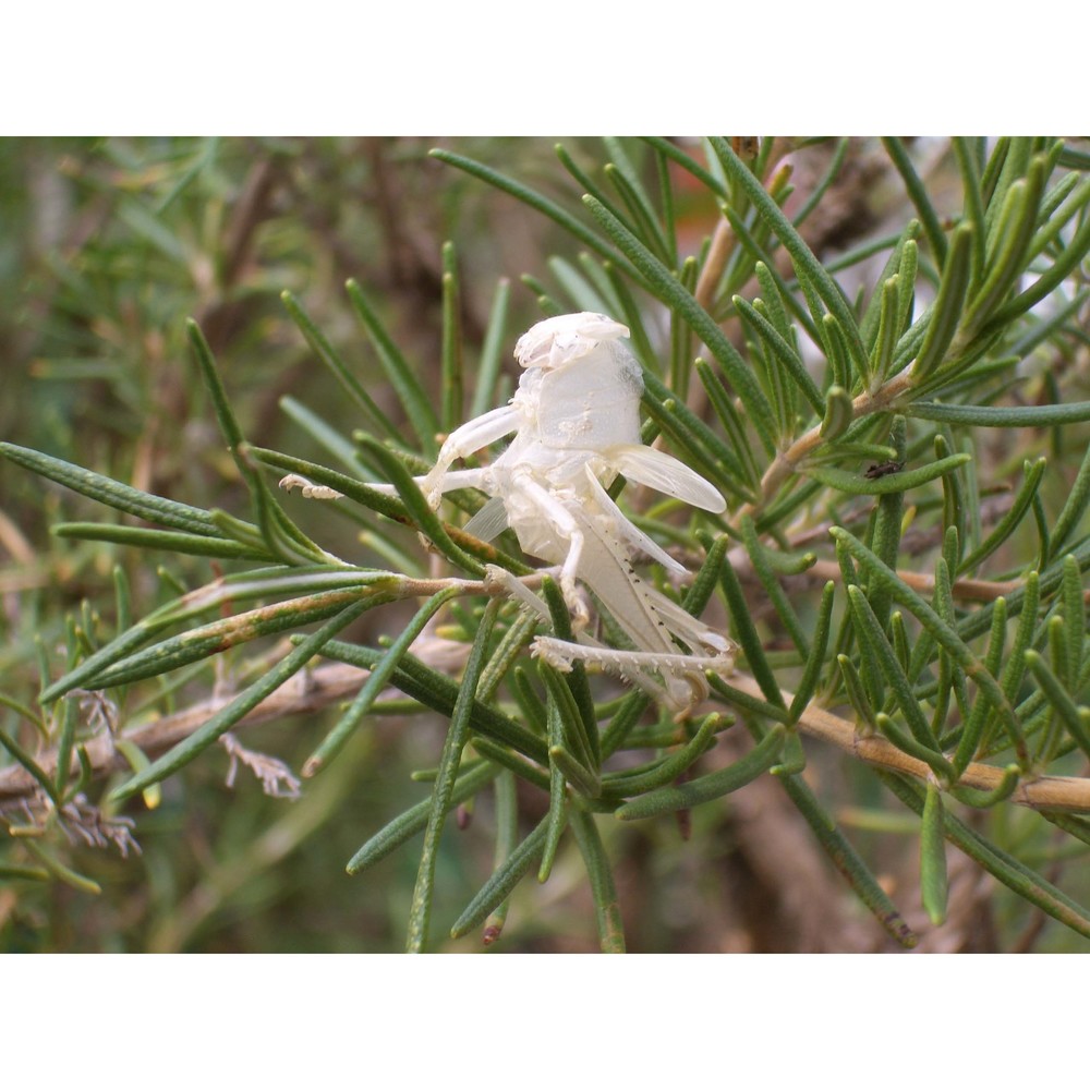 rosmarinus officinalis l.