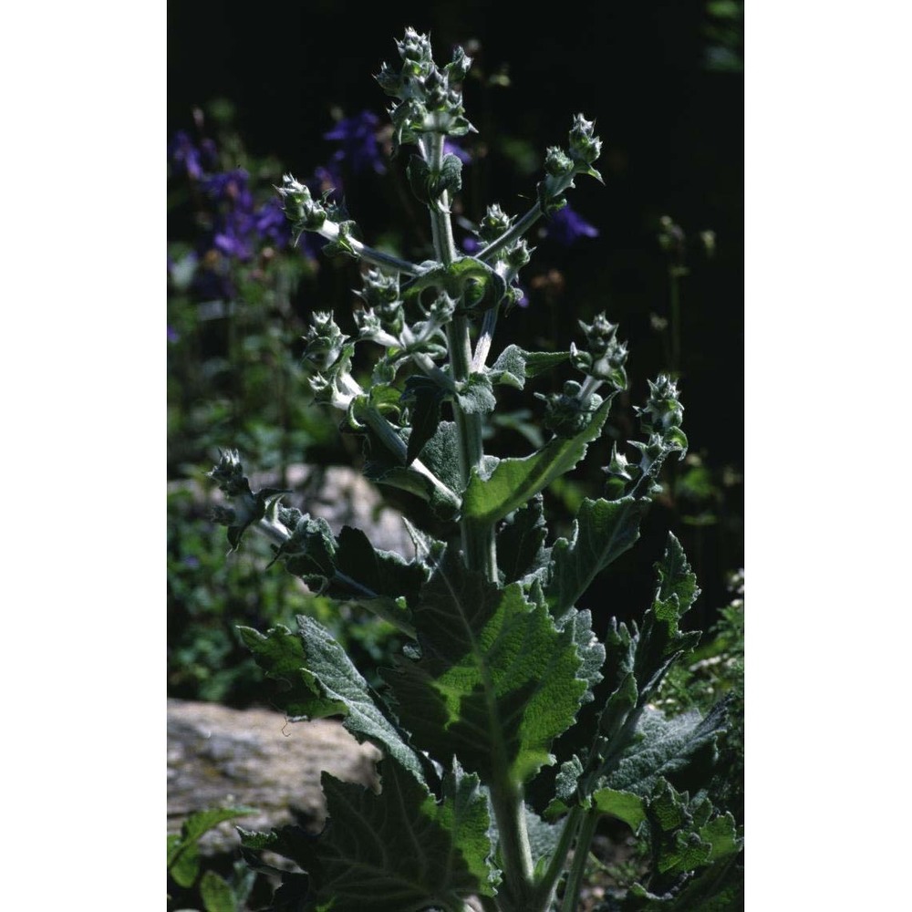 salvia aethiopis l.