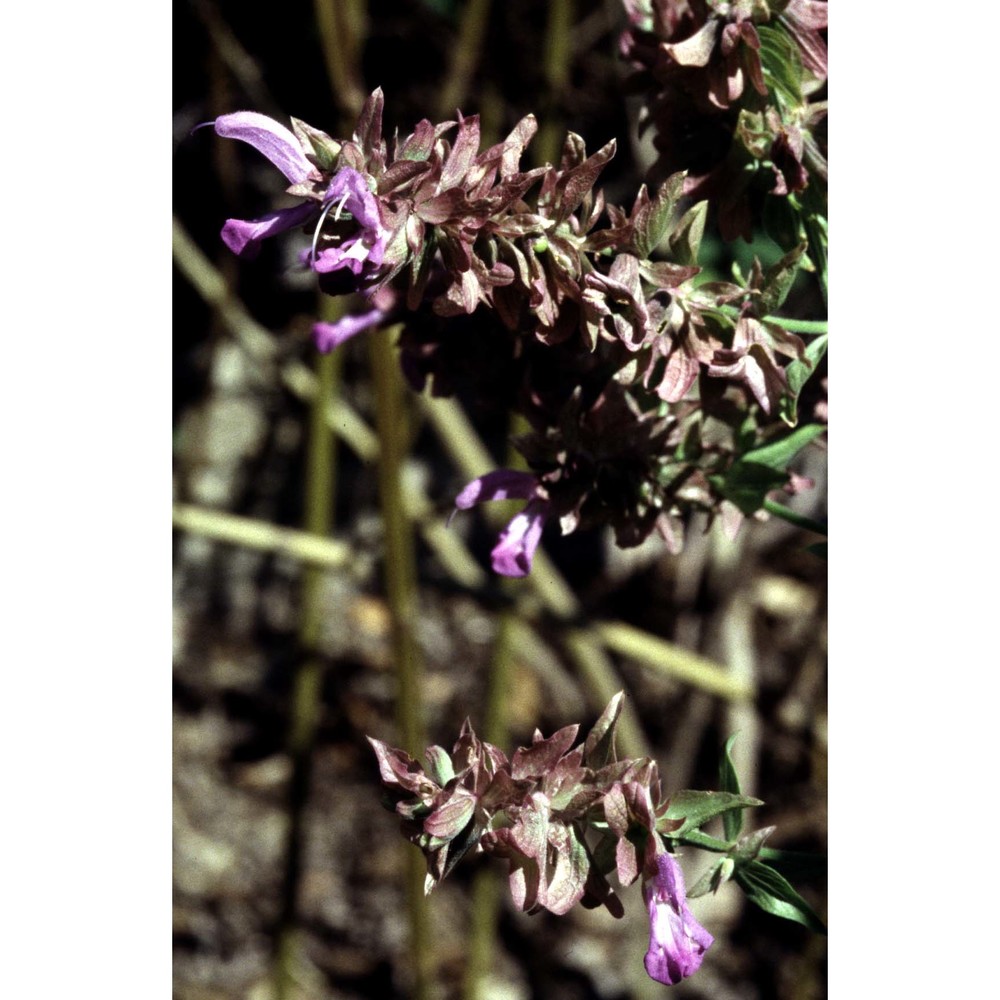 salvia canariensis l.