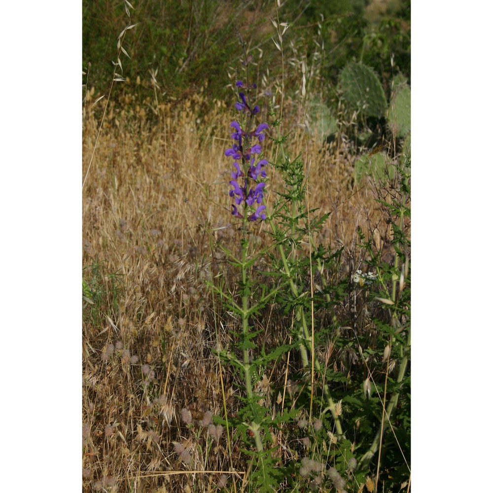 salvia ceratophylloides ard.