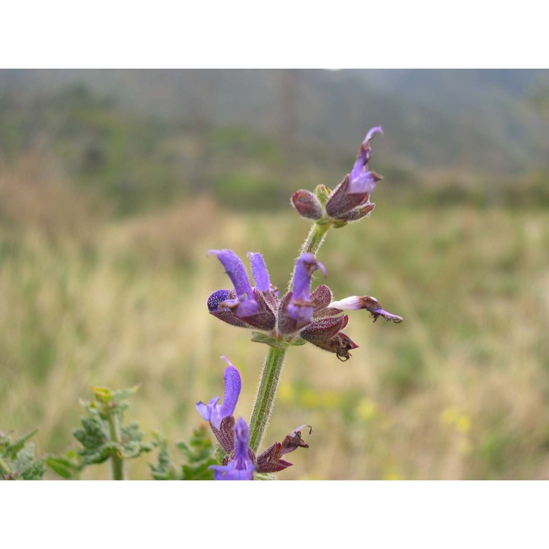 salvia ceratophylloides ard.