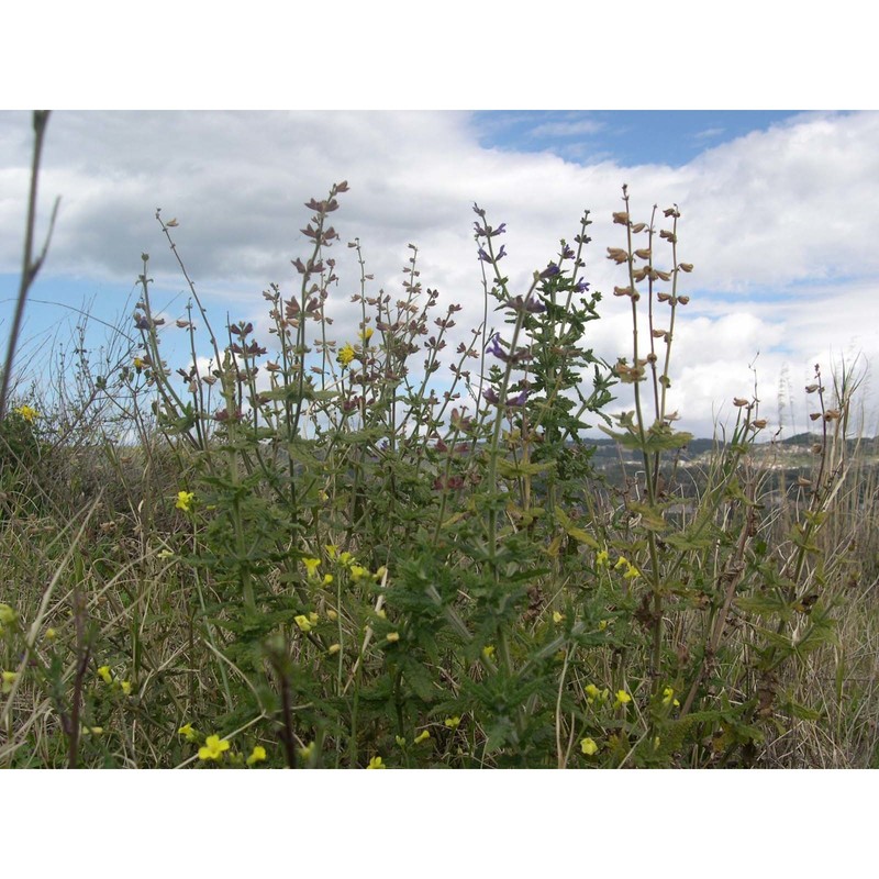 salvia ceratophylloides ard.