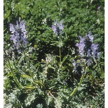 salvia clandestina l.