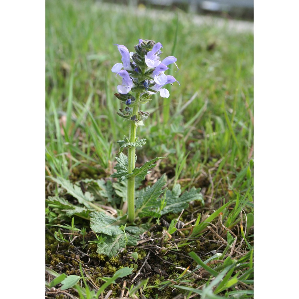 salvia clandestina l.