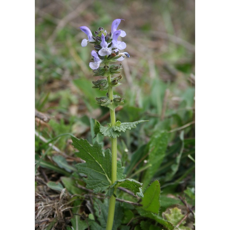 salvia clandestina l.