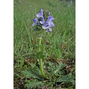 salvia clandestina l.