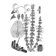 salvia desoleana atzei et v. picci