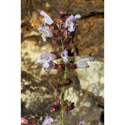 salvia fruticosa mill.