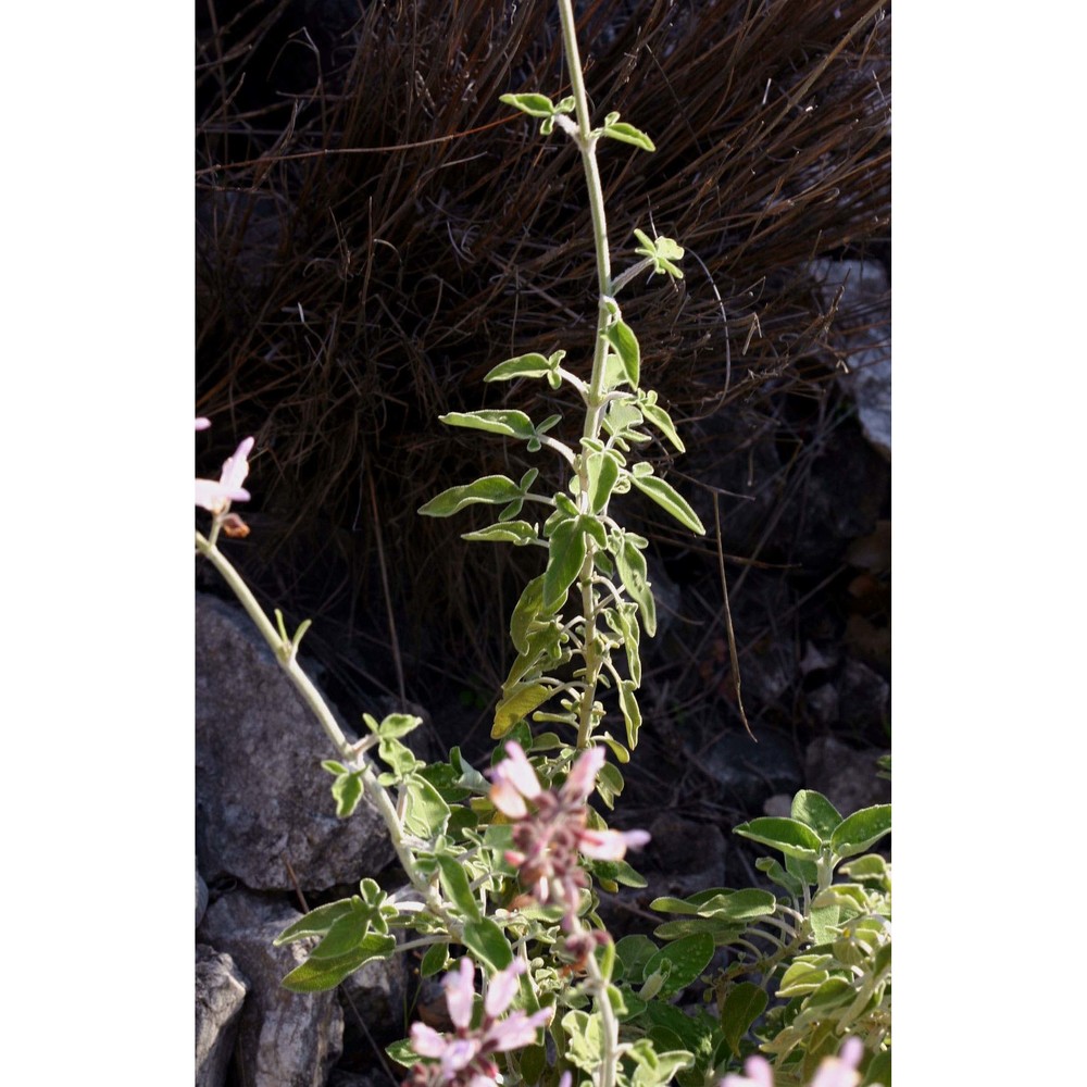 salvia fruticosa mill.