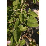 salvia fruticosa mill.