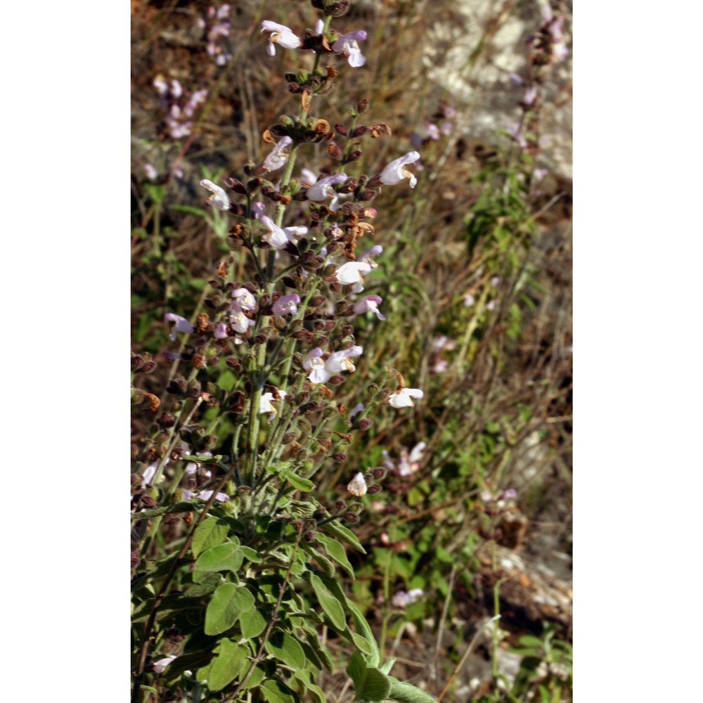 salvia fruticosa mill.