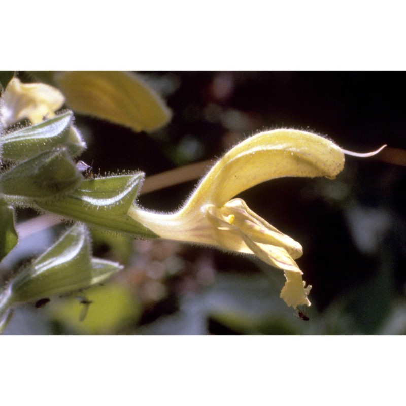 salvia glutinosa l.