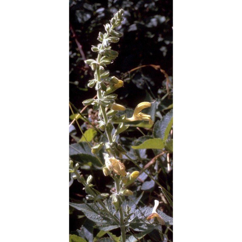 salvia glutinosa l.