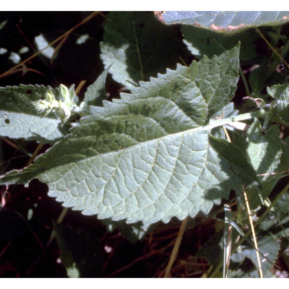 salvia glutinosa l.