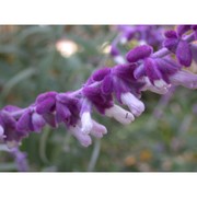 salvia leucantha cav.