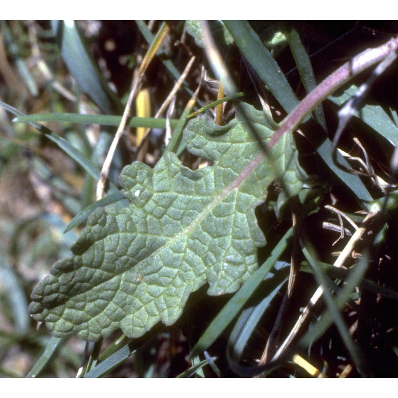 salvia multifida sm.