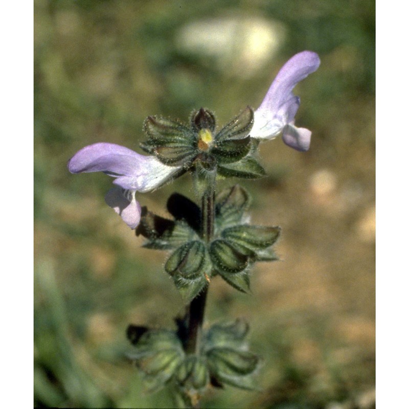 salvia multifida sm.