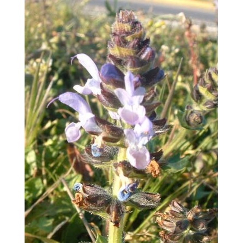 salvia multifida sm.