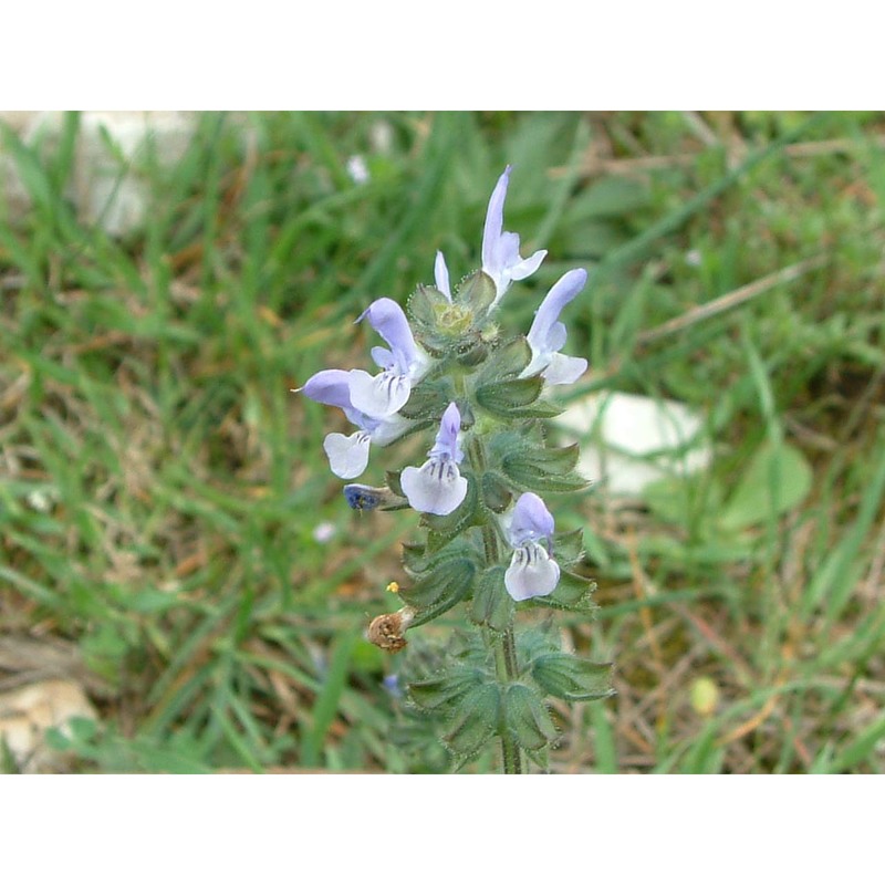 salvia multifida sm.