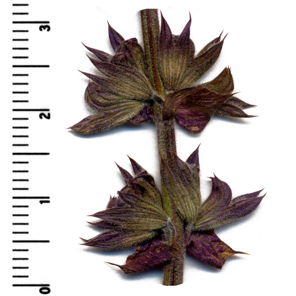 salvia nemorosa l.