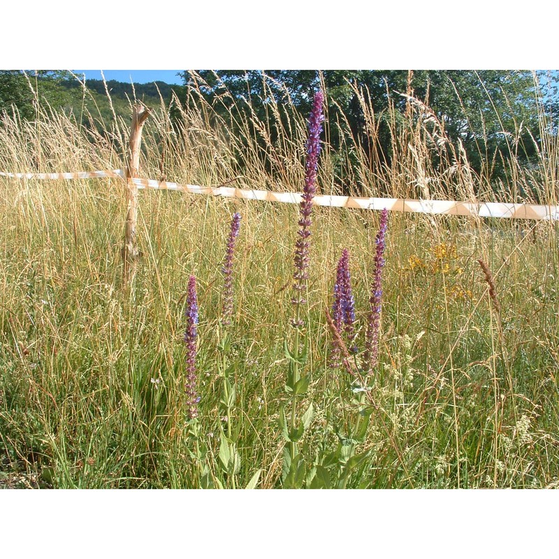 salvia nemorosa l.