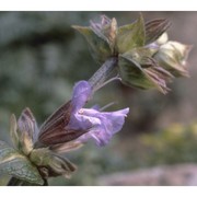 salvia officinalis l.