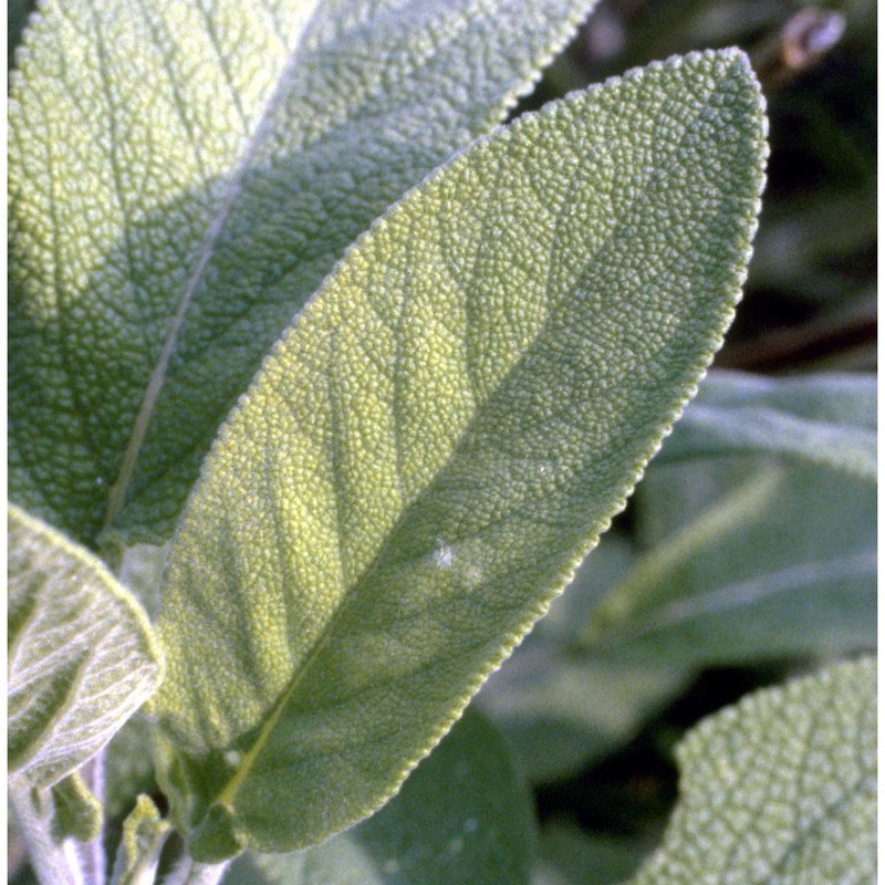 salvia officinalis l.