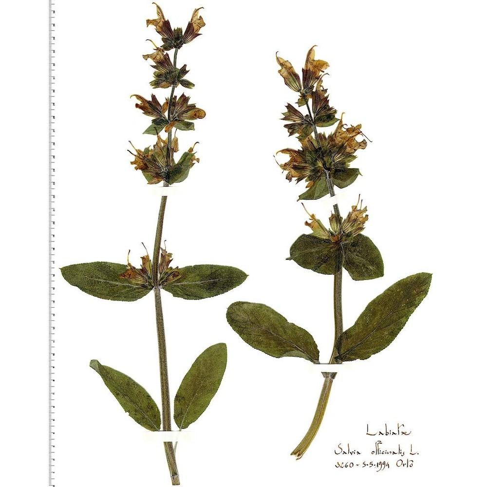 salvia officinalis l.