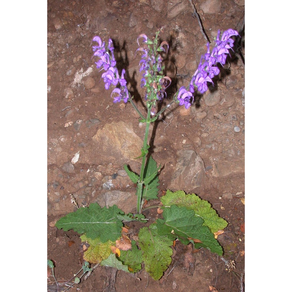 salvia pratensis l.