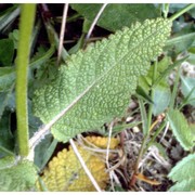 salvia pratensis l.