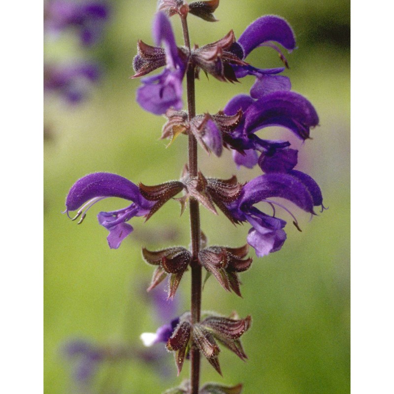 salvia pratensis l.