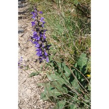 salvia saccardiana (pamp.) del carr. et garbari