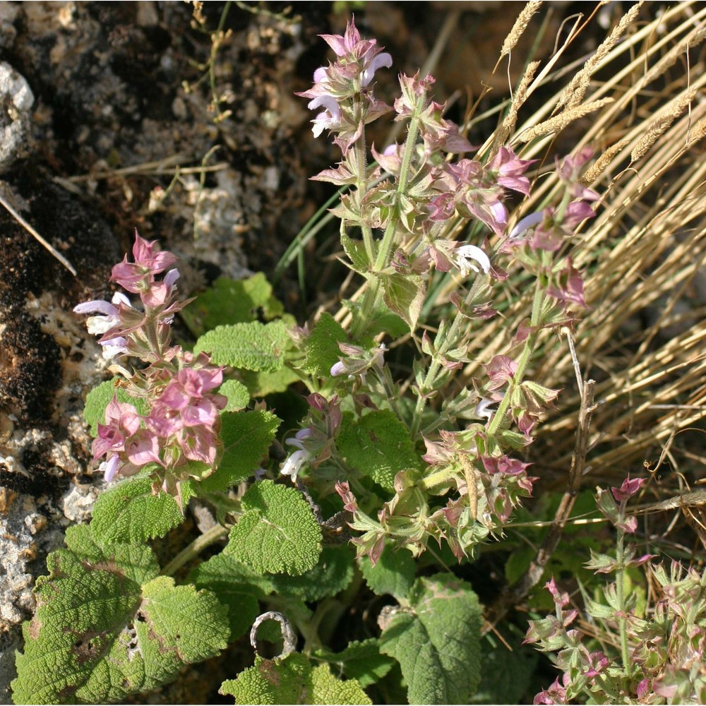 salvia sclarea l.