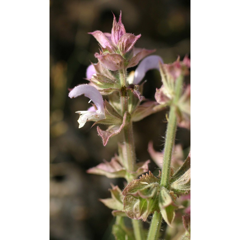 salvia sclarea l.