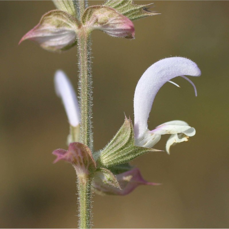 salvia sclarea l.