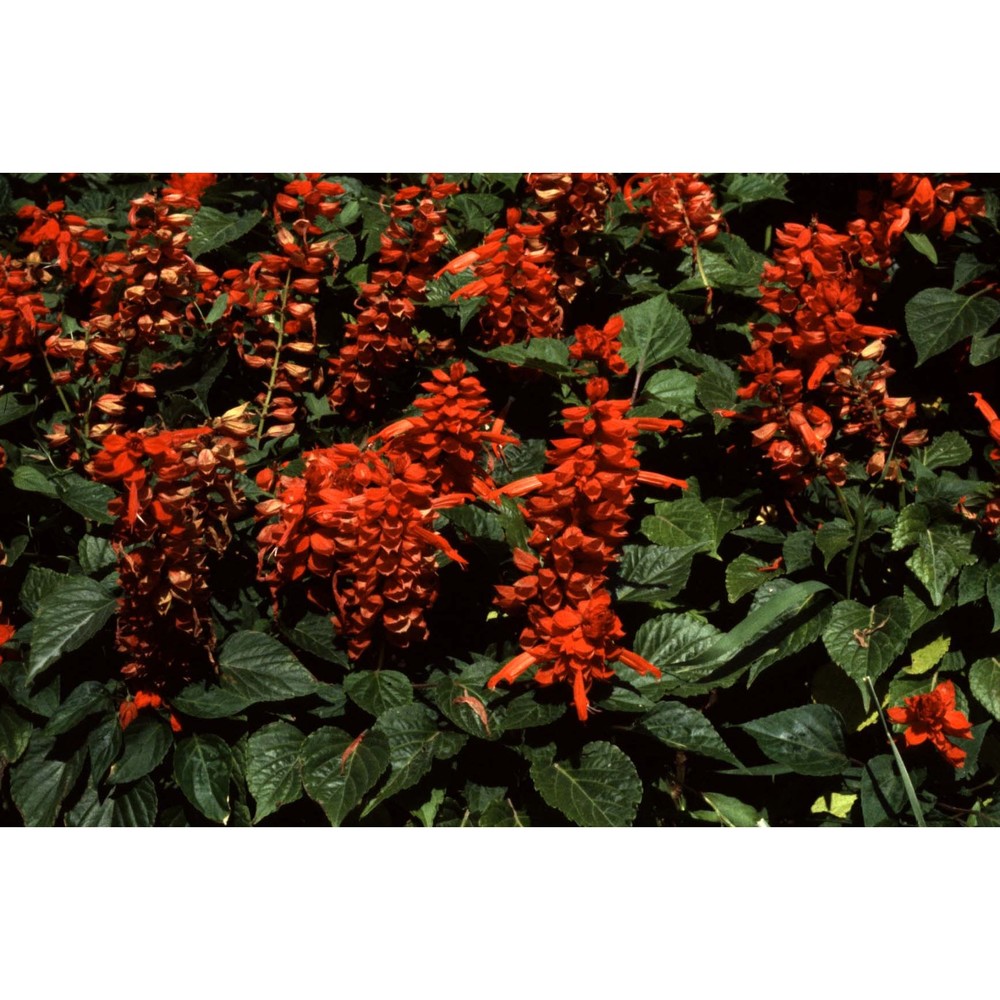 salvia splendens sellow