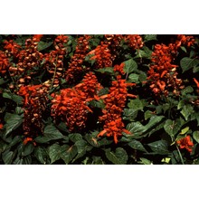 salvia splendens sellow