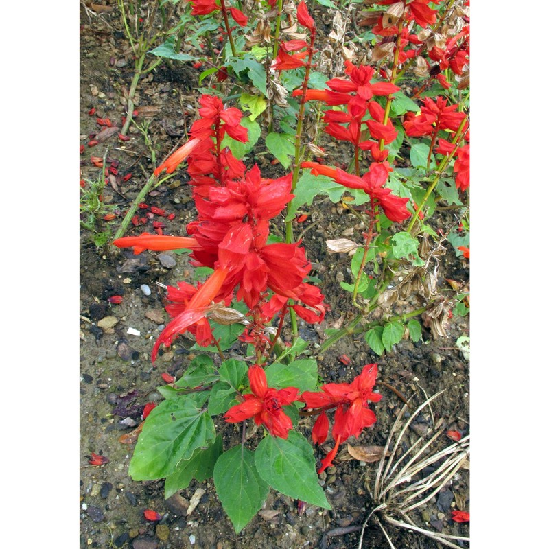 salvia splendens sellow