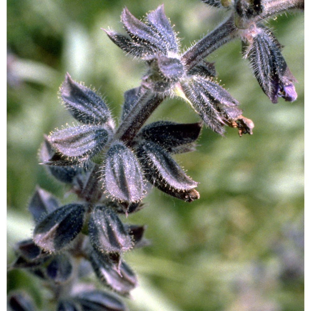 salvia verbenaca l.